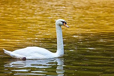 物以稀为贵？索尼PSV掌机记忆棒竟标价245美元