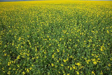 《层层恐惧》Steam试玩版延长至5月31日 6月正式发售